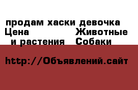 продам хаски девочка › Цена ­ 10 000 -  Животные и растения » Собаки   